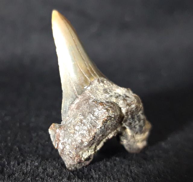 Cretalamna borealis (PRIEM 1897) - Bild &copy; FossNet FossilienStore